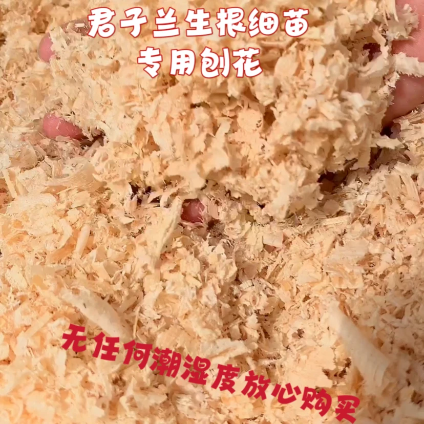 天然刨花锯末君子兰生根细苗专用2斤装（新疆、西藏、海南不包邮）