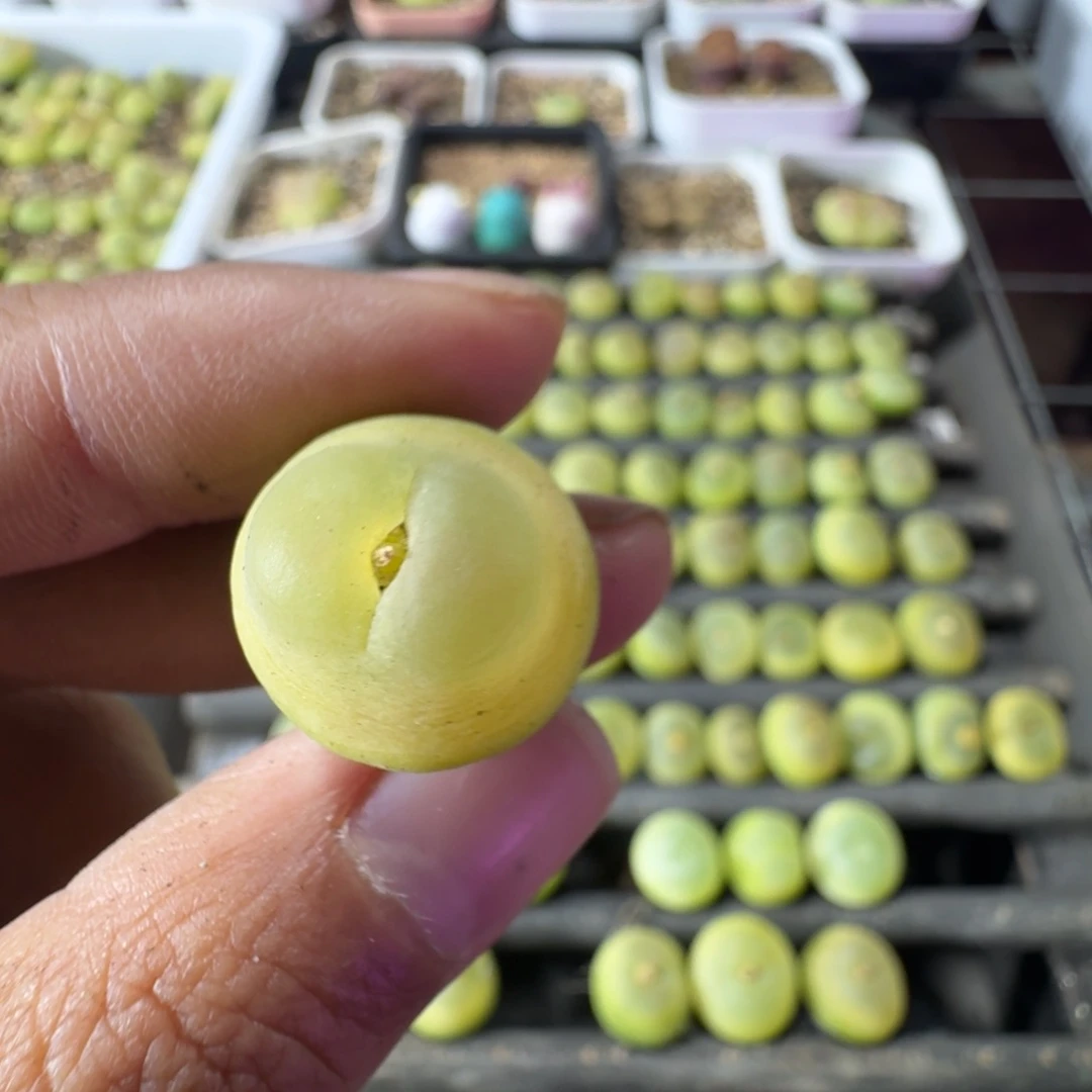 茳**姐汪小姐88拉登一颗