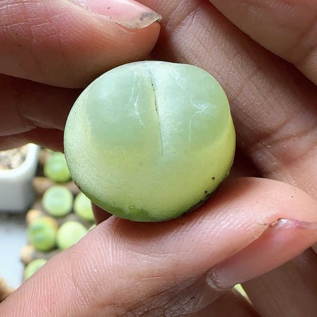 【闪购商品】小***米米米米88