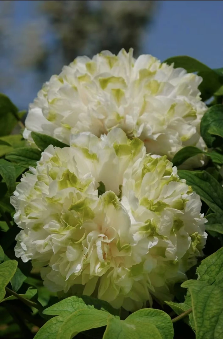 精品牡丹一物一拍绿幕隐玉