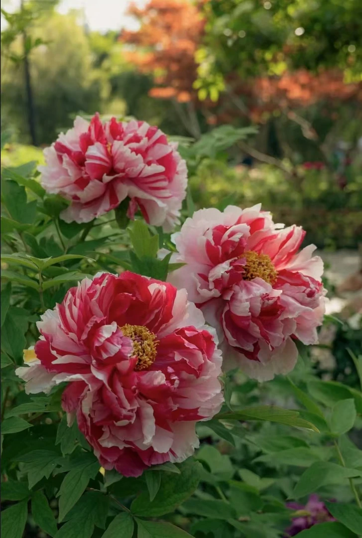 岛锦肤色系精品牡丹花