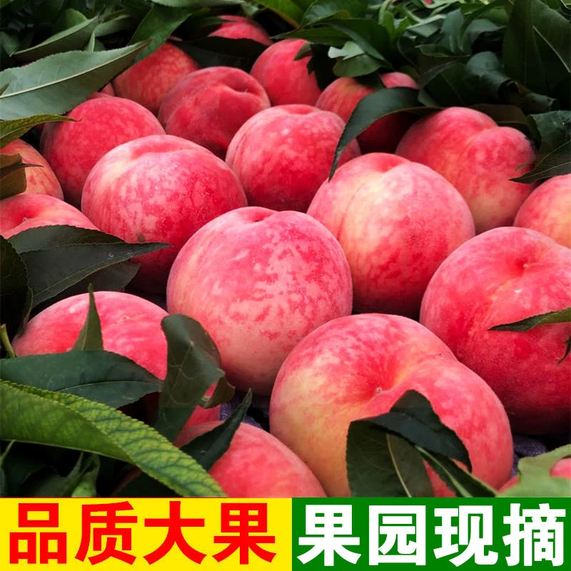 【省外专拍】天水秦安仓方早生水蜜桃新鲜果园采摘产地直发顺丰包邮