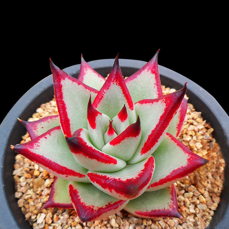 乌木多肉植物黑檀汁冬云系多肉超萌肉肉室内花卉组合盆栽