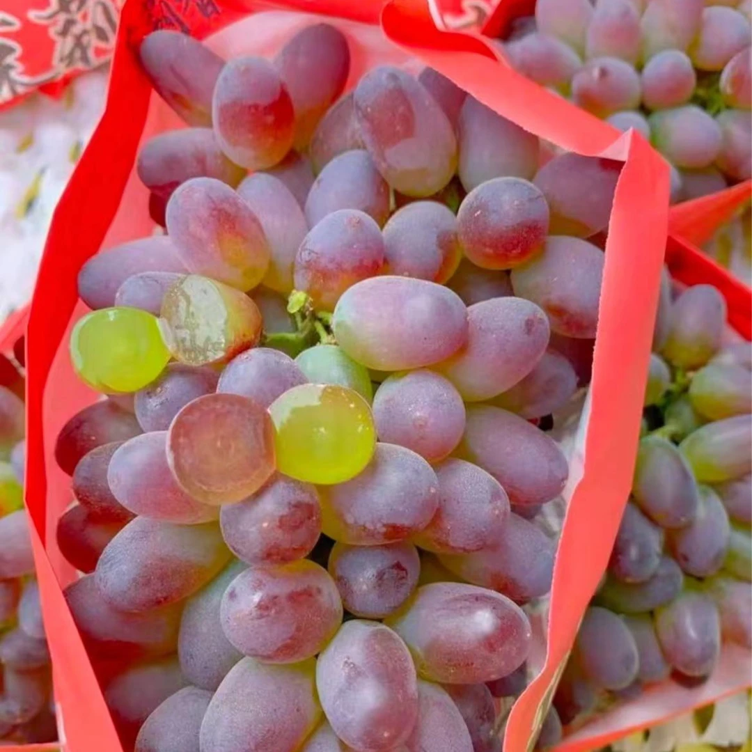 茉莉香提（500g）