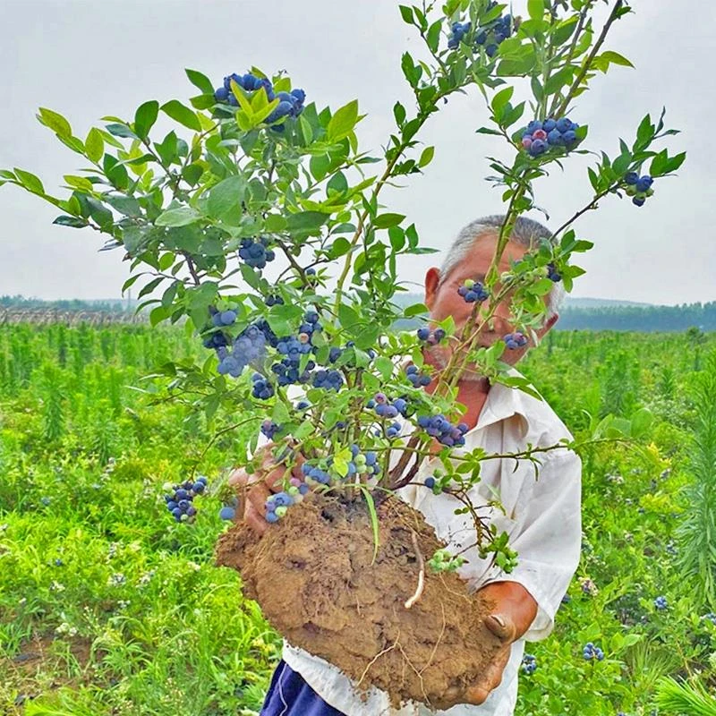 蓝莓树果苗盆栽地栽四季水果树当年结果南方北方种植特大蓝莓树苗
