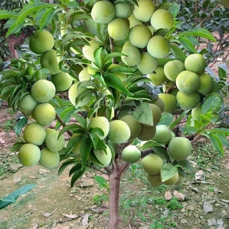 青脆李 嫁接青脆李子树苗 早熟清脆李苗 晚熟青翠李 高产青脆李