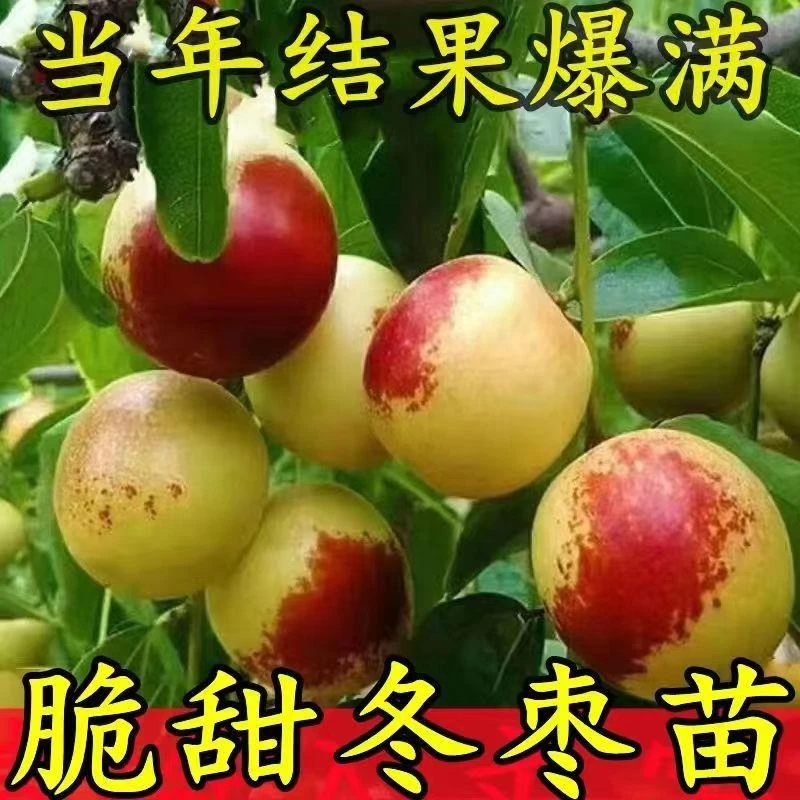 脆甜冬枣一代蟠枣葫芦状元红品种枣树南北方种植备注品种
