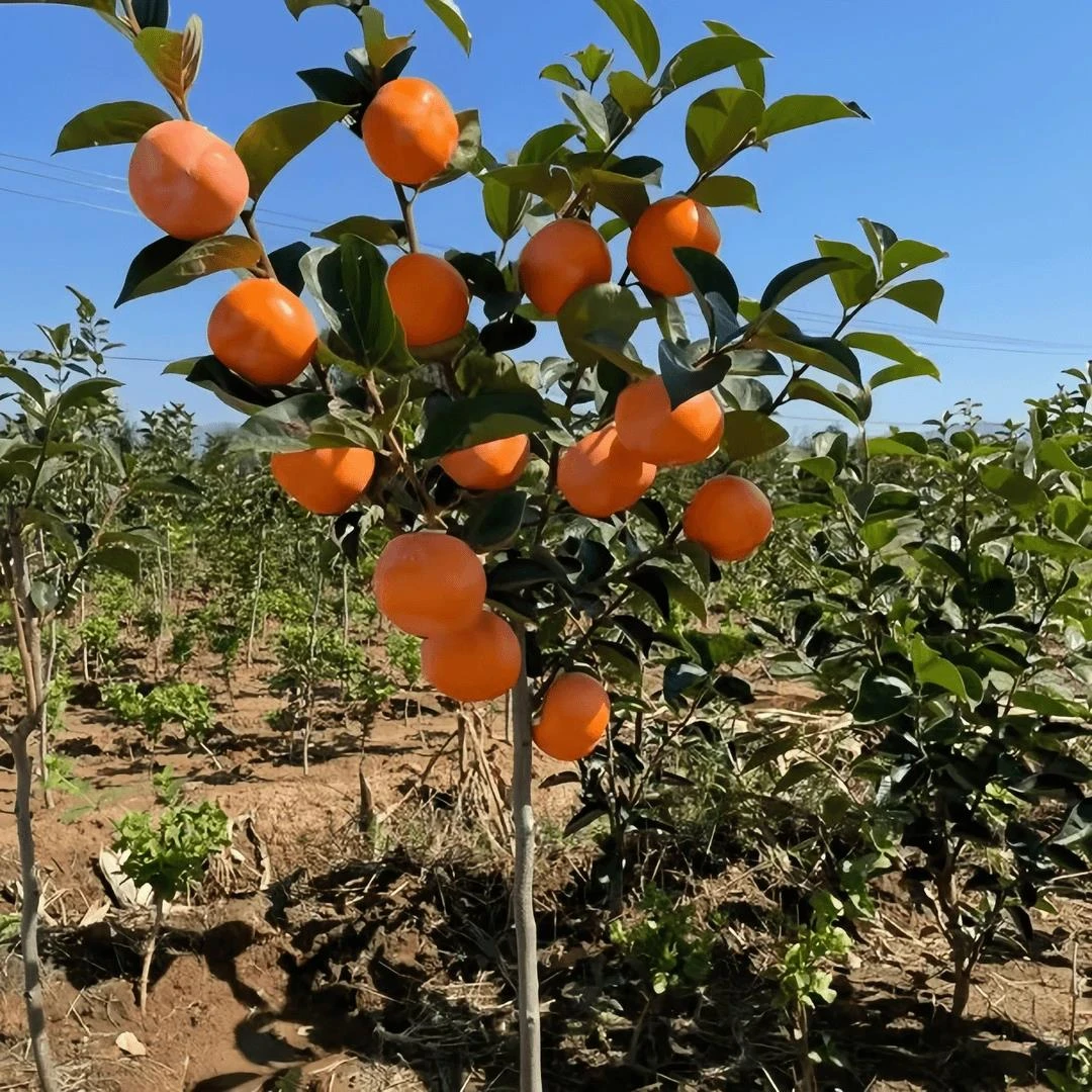 【柿子树苗】太秋甜柿阳丰甜柿方柿牛心柿脆甜柿子树苗 新山苗场