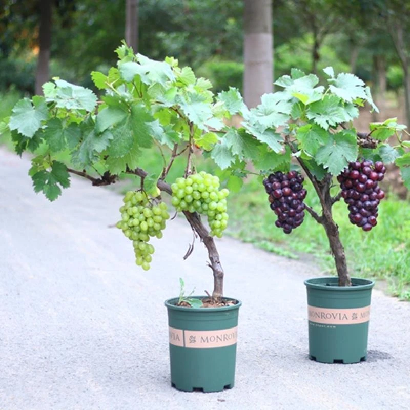 特大阳光玫瑰葡萄树苖无核巨峰盆栽南北方种植地栽耐寒爬藤树果苗