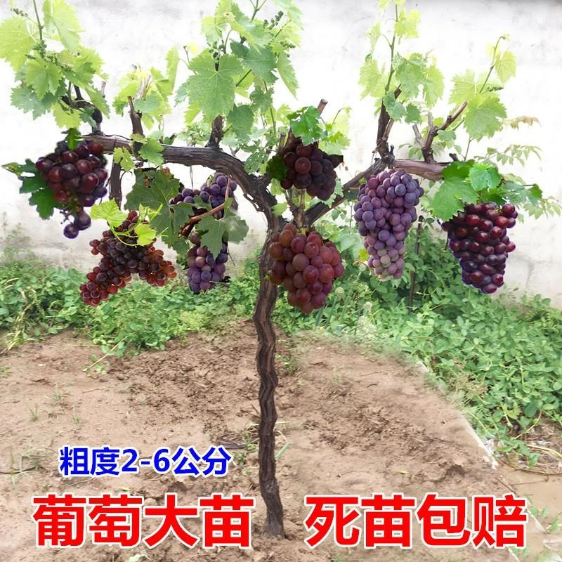 葡萄树苖阳光玫瑰蓝宝石巨峰葡萄苗萄葡晴王爬藤树苗北方南方种植
