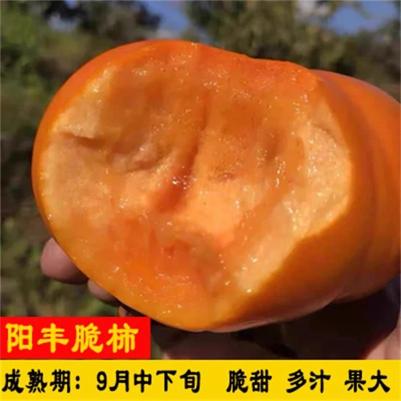 阳丰脆柿柿子苗树脆甜柿无核柿南北方种植庭院地栽当年柿子树苗