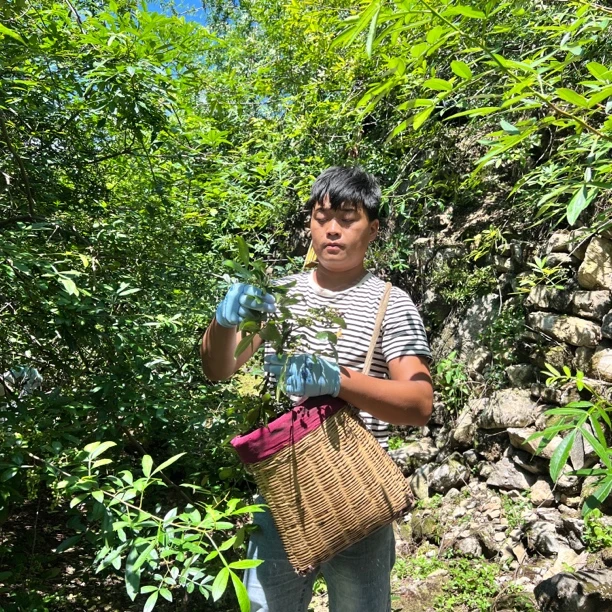 云南高山干花椒，特麻特辣，开口多，青椒，红椒，半斤装，一斤装包邮