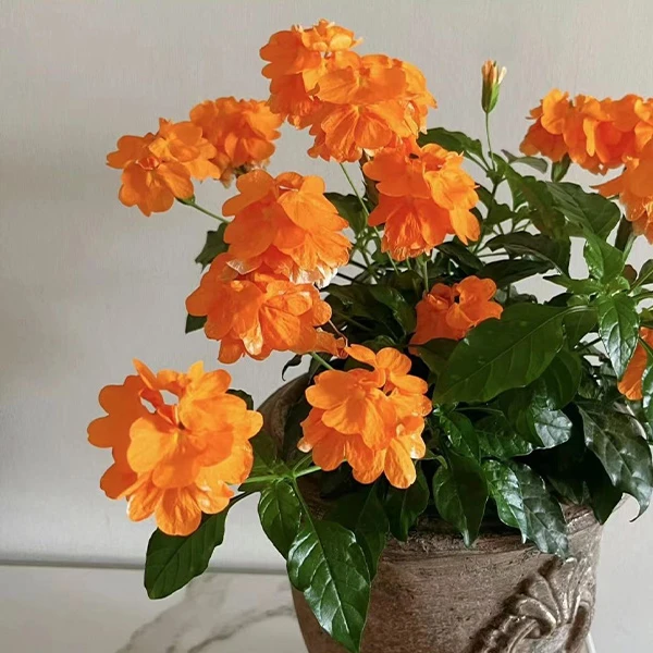 【鸟尾花】盆栽耐热花新手易养护阳台庭院盆栽云南基地花期长懒人花