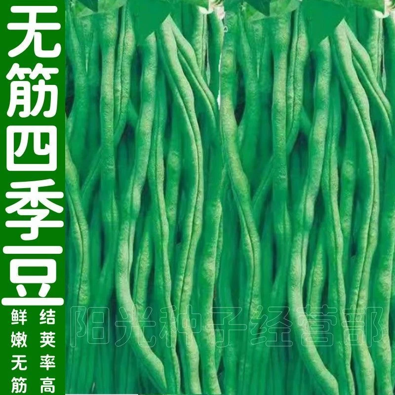 无筋架豆王种子肉厚四季豆特长无筋豆角荚长高产无丝蔬菜种子大全