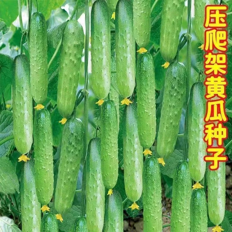 春秋强雌甜黄瓜种子一叶一瓜压塌架早熟青皮绿肉高产四季水果黄瓜