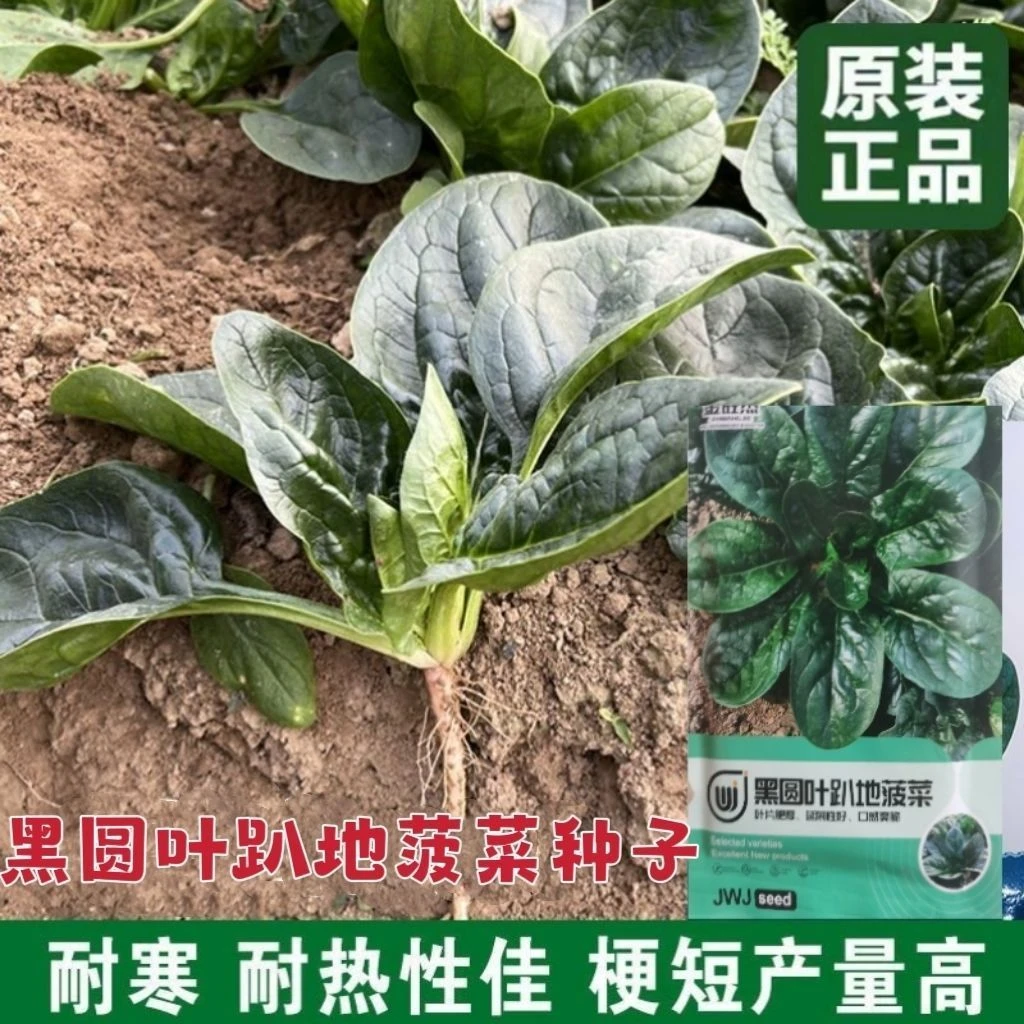 趴地菠菜种子塌地圆叶耐热耐寒黑绿越冬抗病菠菜秋冬蔬菜种子籽孑