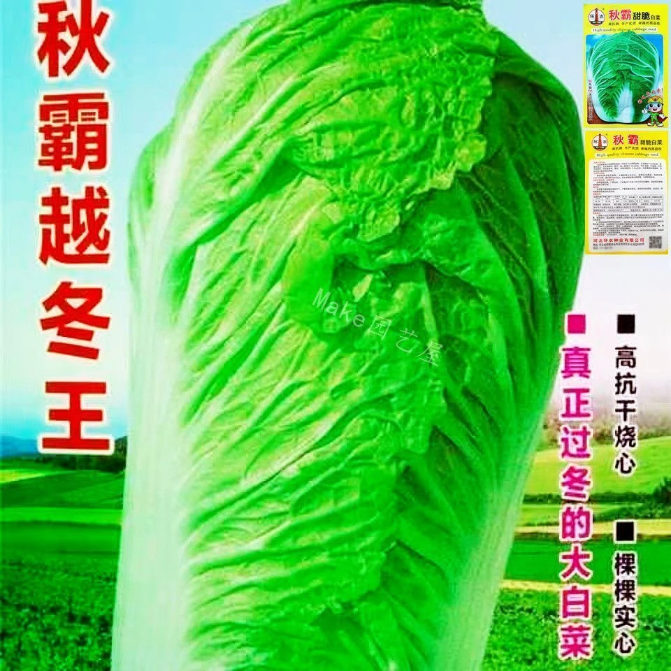 秋霸越冬王大白菜种子高抗烧心秋季种植越冬白菜籽高产耐寒冬储