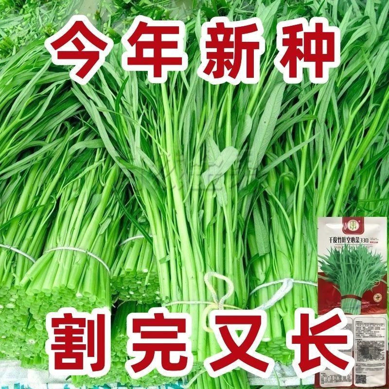 【今年新种】柳叶空心菜种子四季播青菜种籽蔬菜种孑蕹菜阳台盆