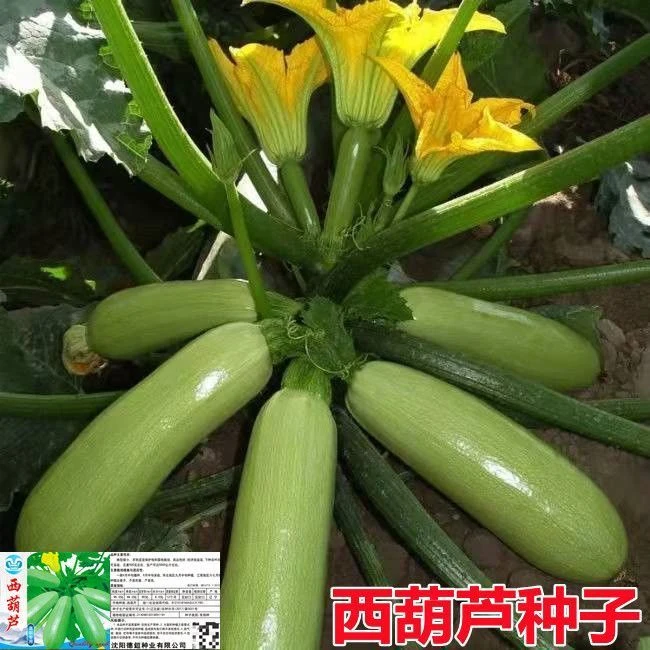 西葫芦种子高产蔬菜种子室内四季易种家庭阳台盆栽蔬菜籽耐寒抗病