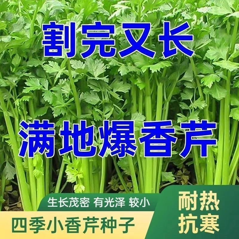 四季四季小香芹蔬菜种子大全土芹菜农家易种四季菜种阳台盆栽耐寒