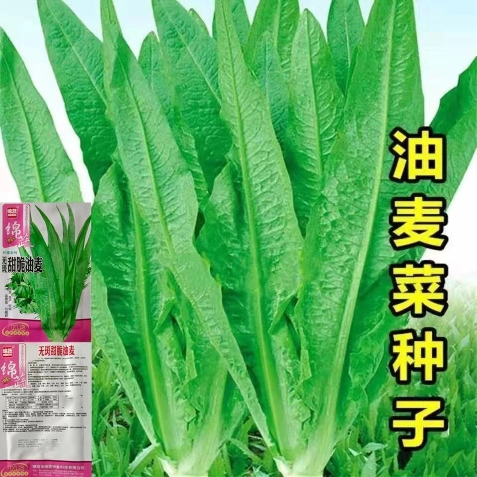 油麦菜种子甜脆清香油麦菜种子四季播种盆栽庭院蔬菜种子
