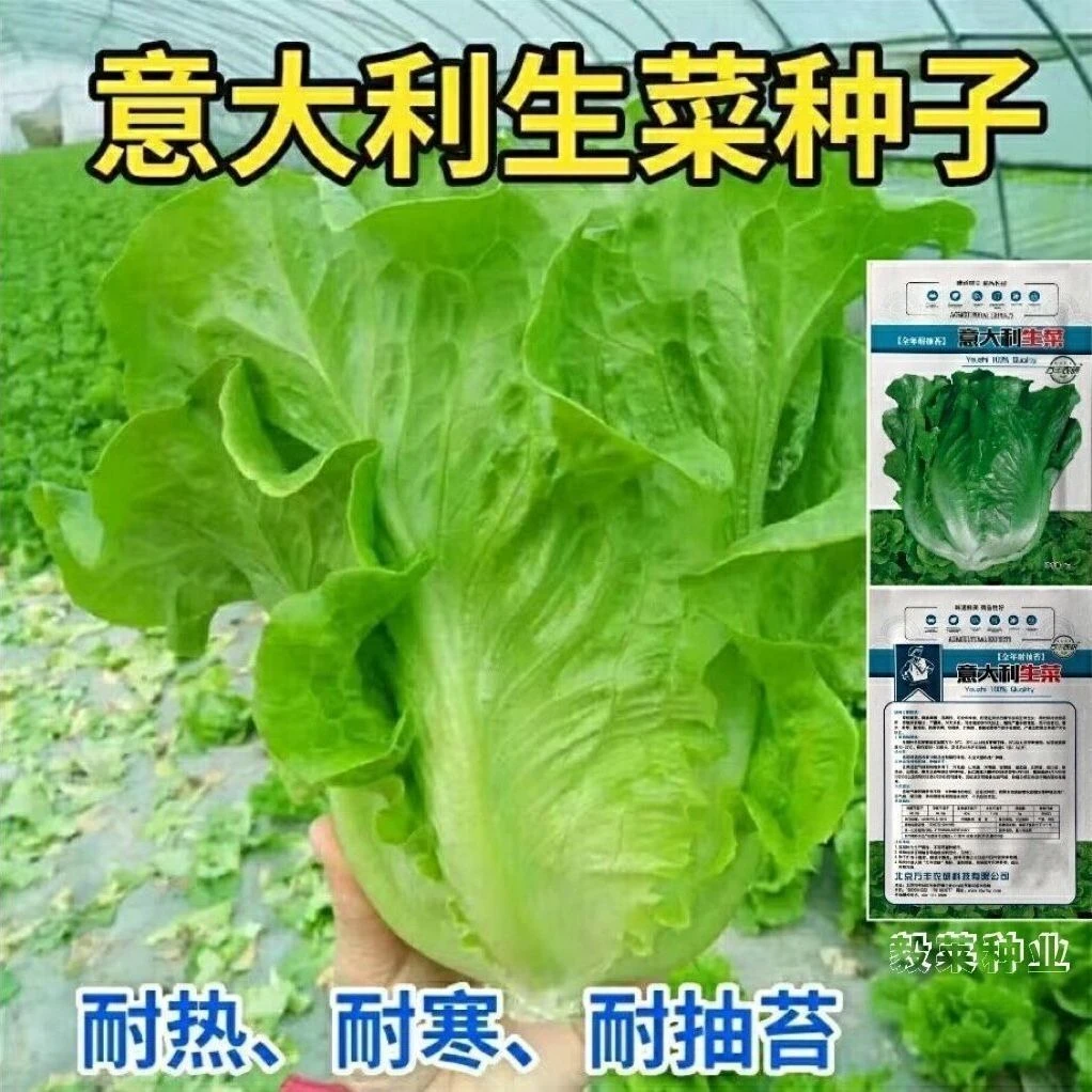 意大利生菜种子耐抽苔种籽阳台专用四季播蔬菜可生吃有机生菜种籽