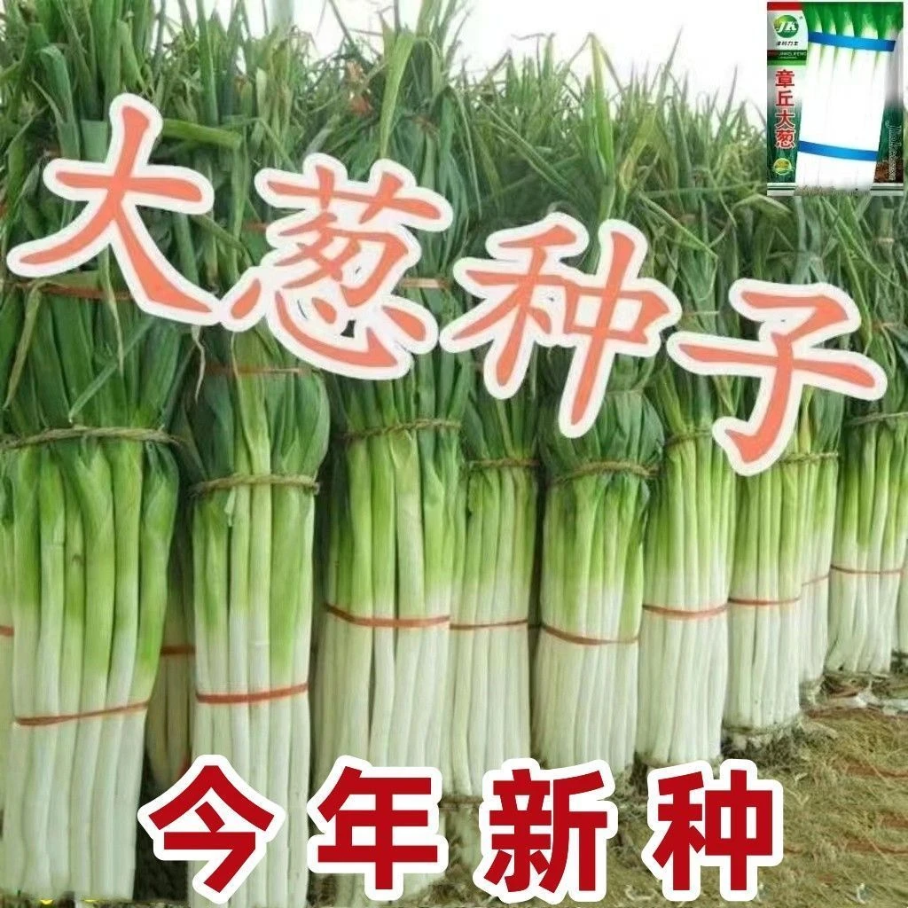【今年新种】正宗章丘铁杆大葱种子高产耐寒蔬菜种子山东大葱种子