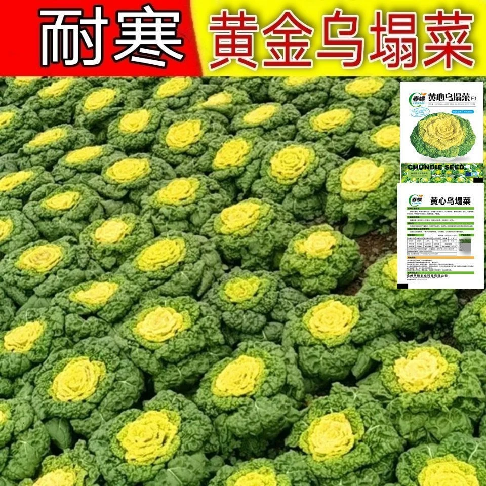 黄心乌塌菜种子耐寒黄心菜种籽菊花心菜籽种易种黄金乌蔬菜种大全
