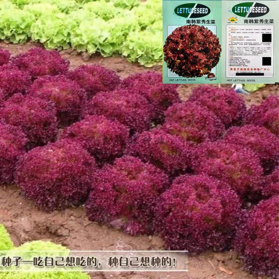 奶香紫叶生菜耐热耐寒生菜种子沙拉菜四季连续采收蔬菜籽