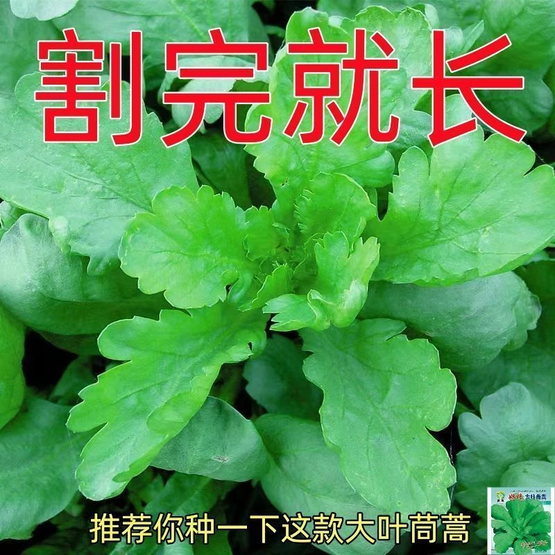 大叶茼蒿种子皇帝菜种籽四季易种清香大叶茼蒿籽蔬菜荆芥种子