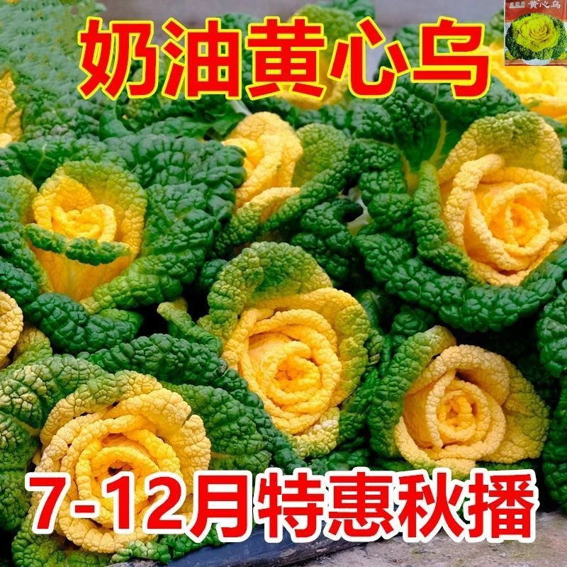 奶油黄心乌种子耐寒黄心乌塌菜种籽菊花心青菜四季蔬菜秋冬季