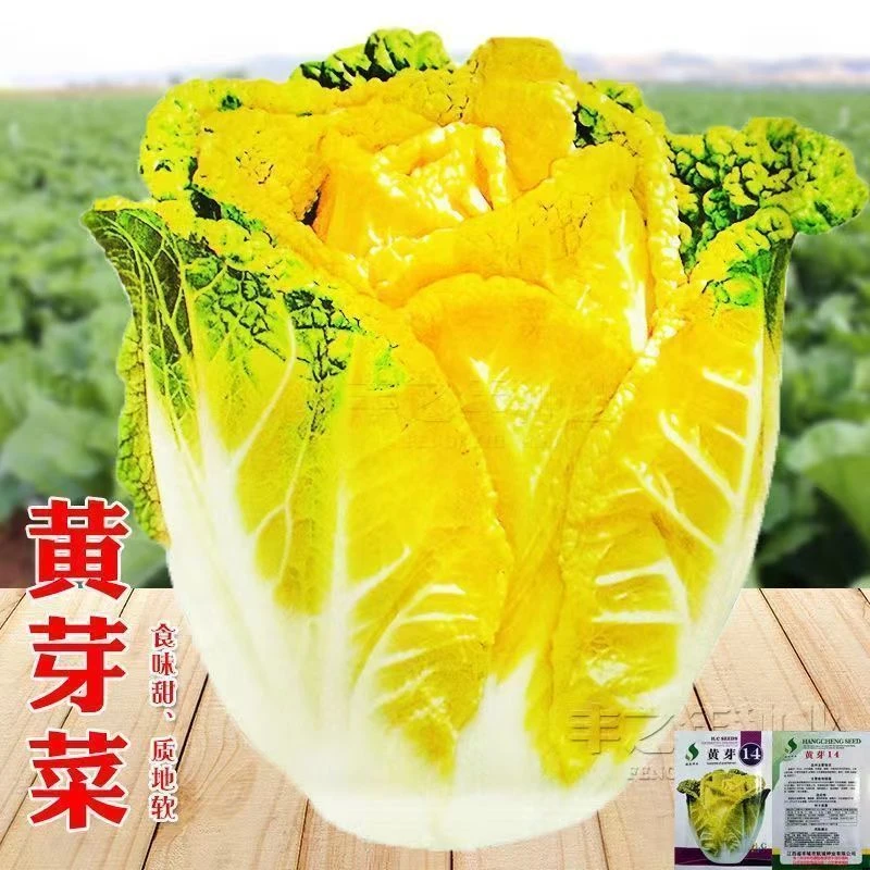 黄芽14白菜种子黄心大白菜春夏秋冬四季耐寒抗冻阳台大田蔬菜种子