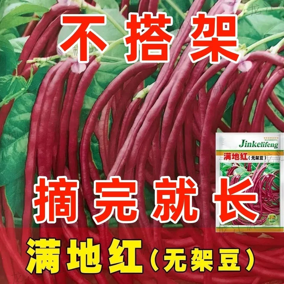 摘不败满地红无架豆角种子不用搭架子的豆角蔬菜种籽四季播种豇豆