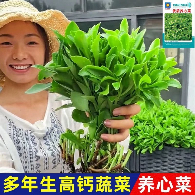 养心菜种子四季春秋多年生救心菜种子孑高钙菜籽蔬菜种子盆栽菜种