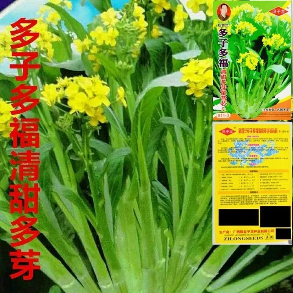 多子多福甜菜心种子多心白菜苔种籽连州青菜籽多孙蔬菜种子大全