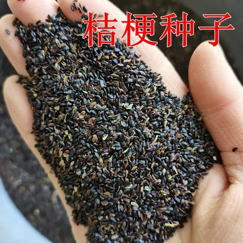 新采桔梗种子 洋桔梗春季桔梗花籽铃铛花种子 材桔梗种子