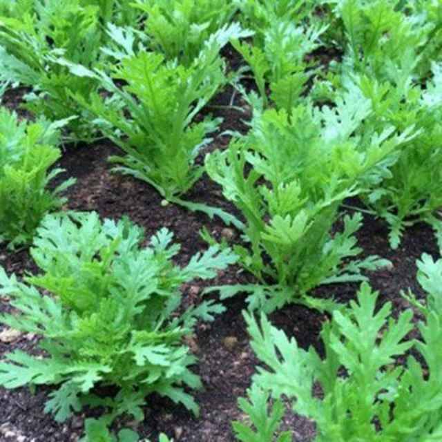 皇帝菜种籽小叶茼蒿种子 香味横溢 多次采收四季播春夏秋耐热耐寒