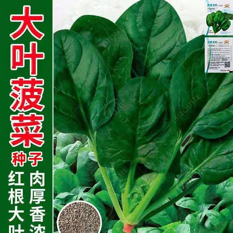 大叶菠菜种子四季蔬菜秋冬籽种阳台种籽耐热菜种盆栽波菜孑菜籽子