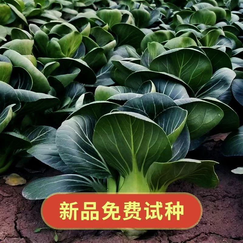 黑大头苏州青矮脚青梗菜种子四季种籽油菜小青菜青菜蔬菜菜种种子