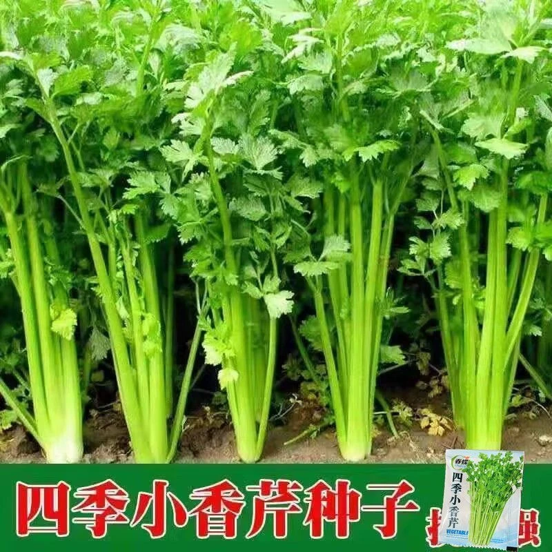 四季小香芹种子大全芹菜苗种籽大全芹菜种子季青菜籽蔬菜种子农家