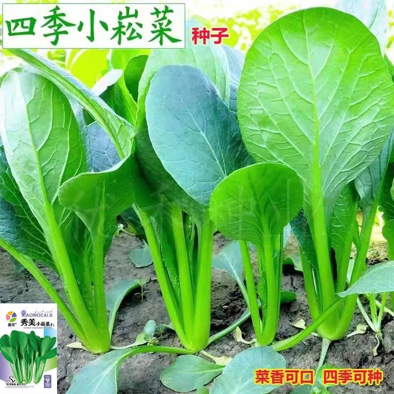 小松菜种子小菘菜甜脆一年四季耐热速生青梗菜青松菜阳台蔬菜种子