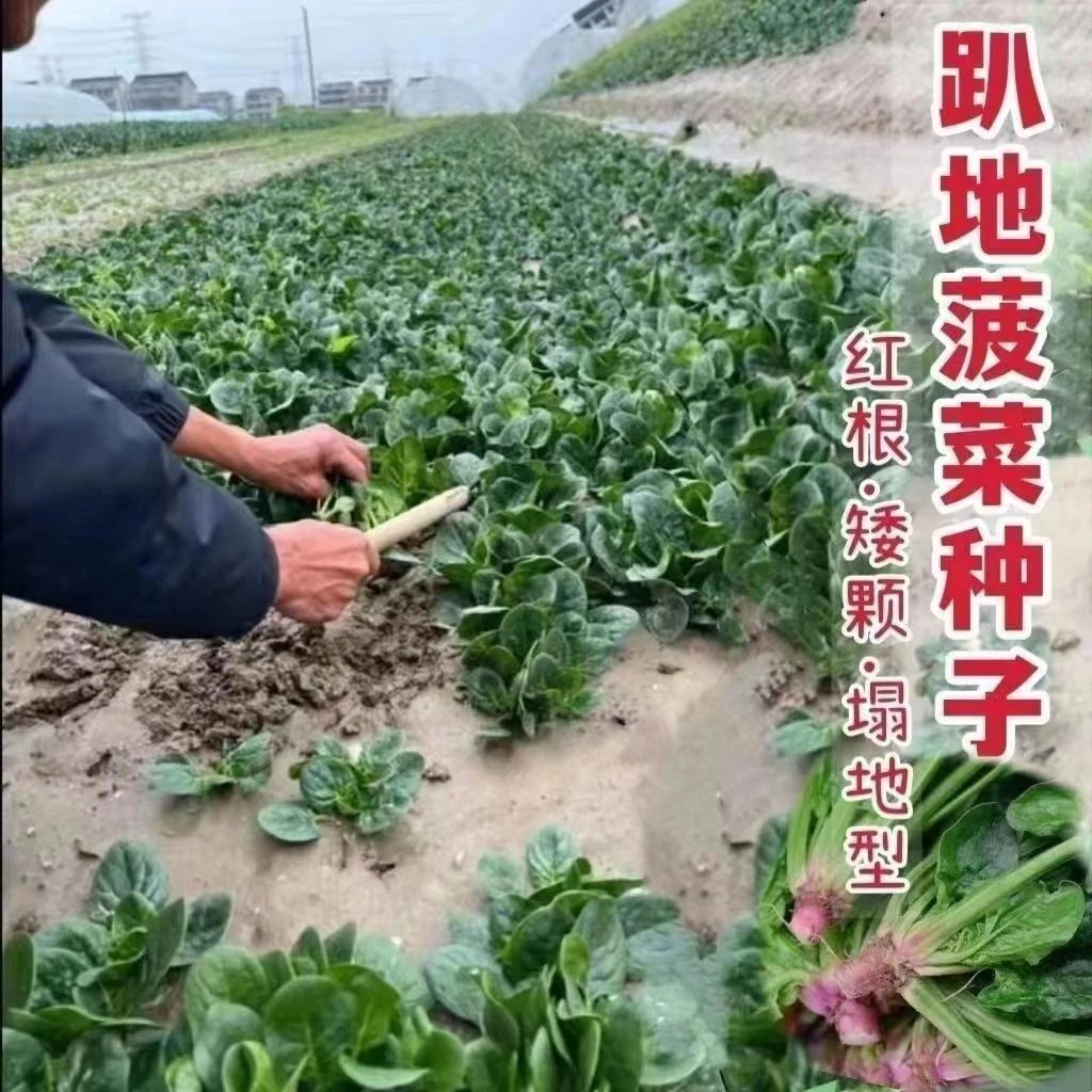 趴地菠菜种子秋冬季耐热耐寒菜籽越冬蔬菜种子矮生红根大叶黑圆叶