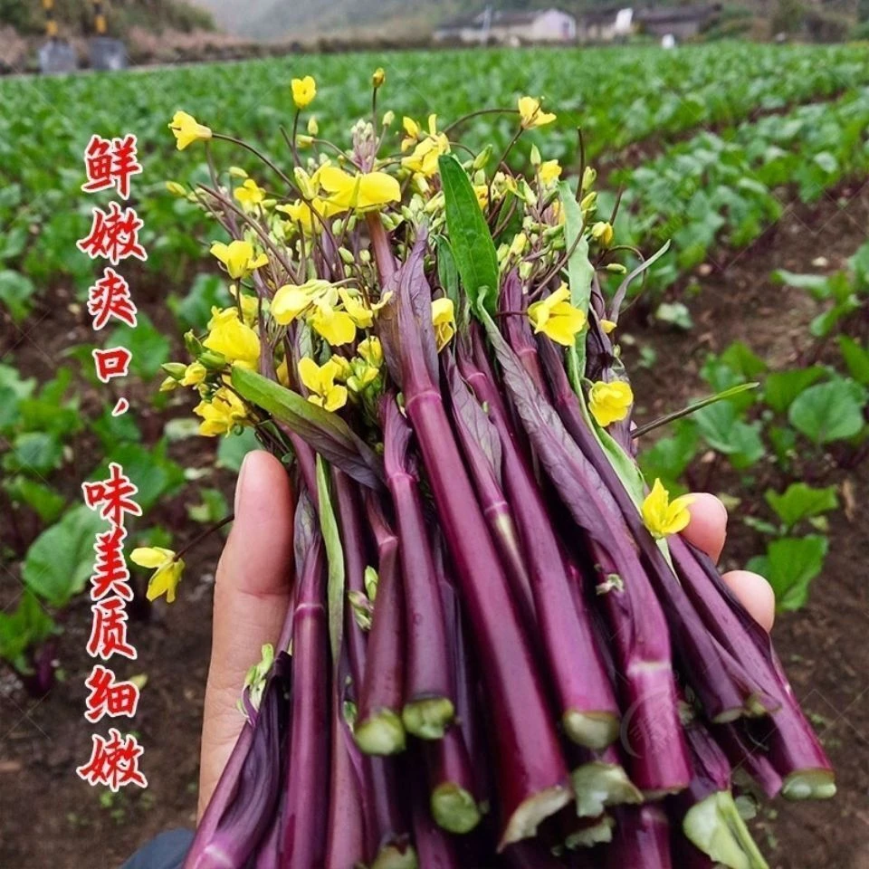 十月红菜苔种子 改良高产 过冬蔬菜 春季秋季种植 阳台抗病寒种籽