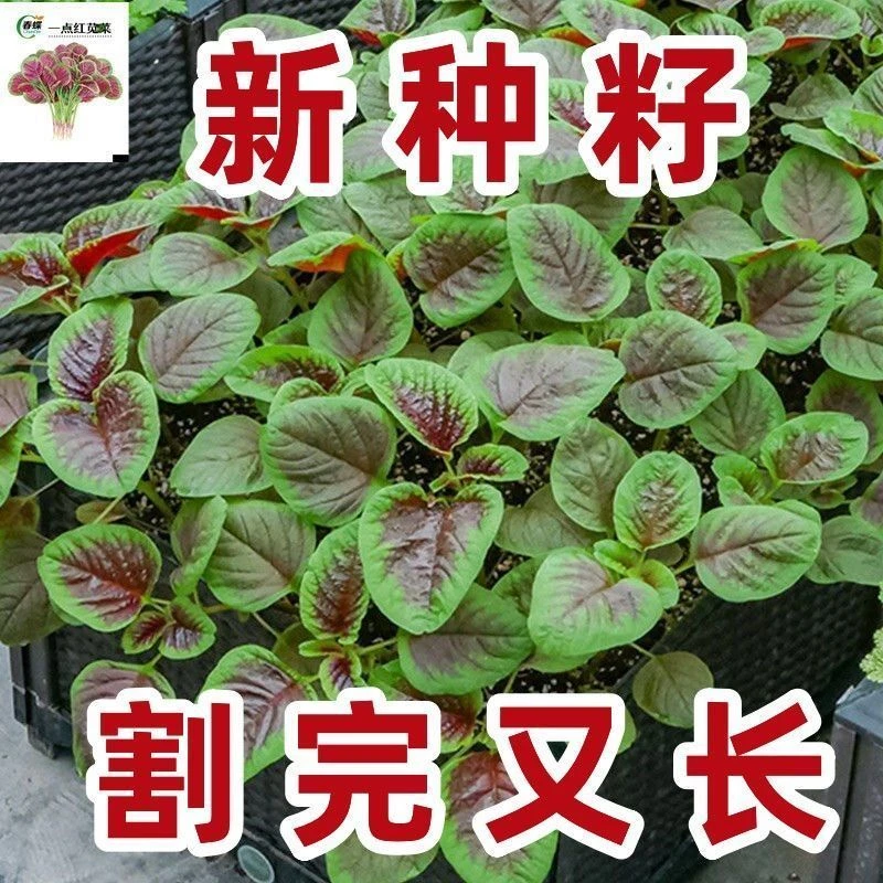 一点红苋菜种子汉菜籽四季蔬菜红圆叶苋菜柳叶苋菜阳台盆栽