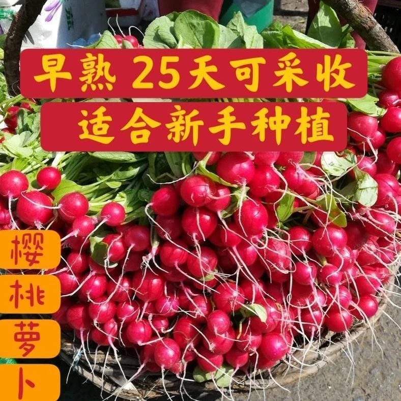 红宝石樱桃萝卜种子甜脆水果萝卜种子皮农家阳台四季种植蔬菜籽