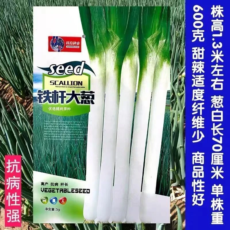 山东大葱章丘铁杆种子高产蔬菜种子四季春季播高产大葱籽种子
