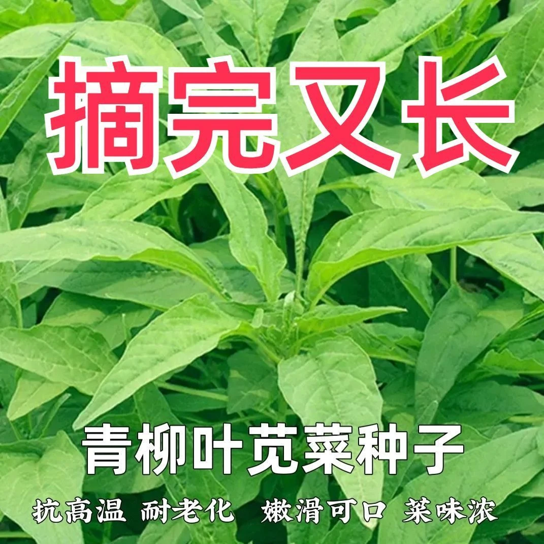 【摘完又长】青柳叶苋菜种子抗高温耐老苋菜种子四季速生耐湿耐寒