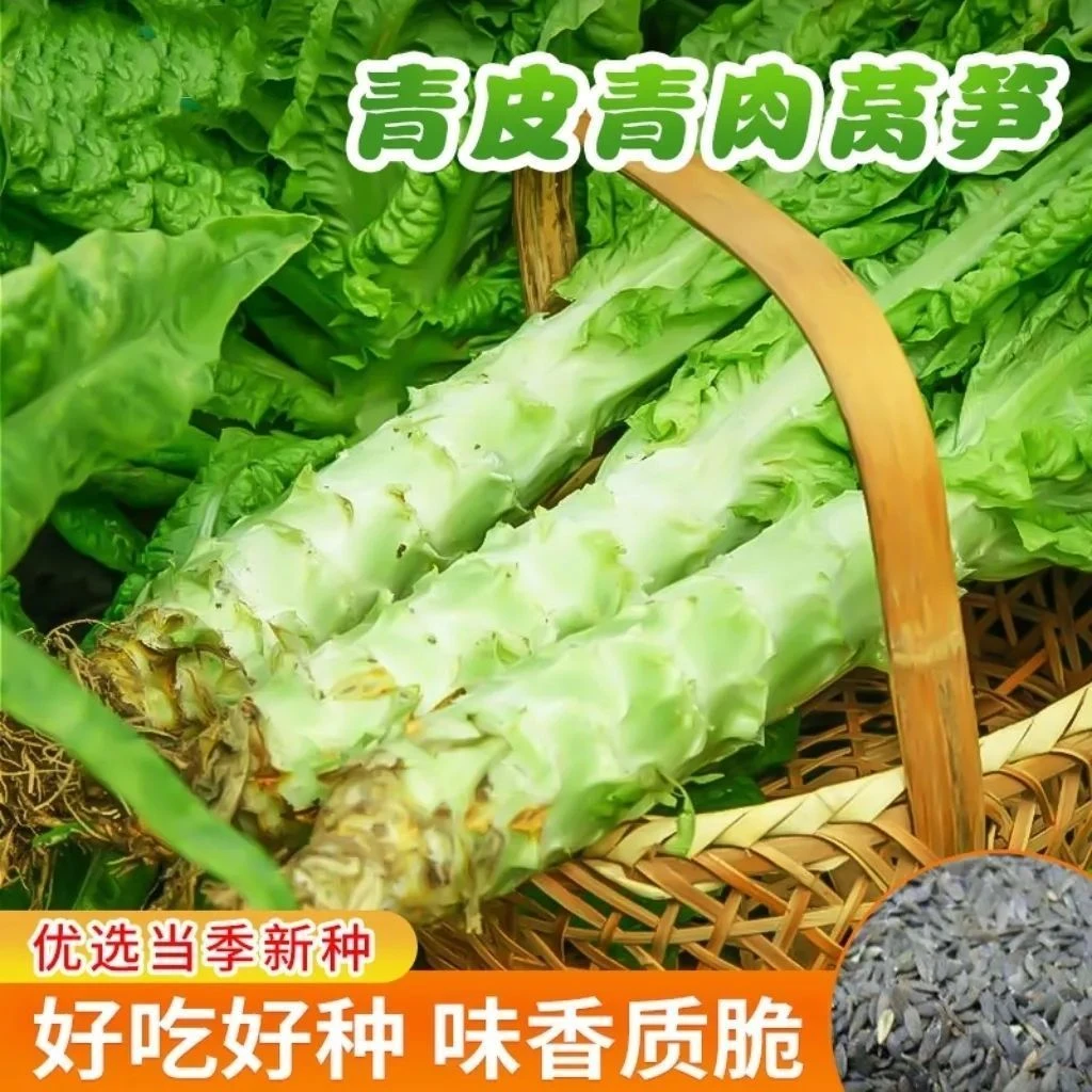 【新种上市】四季莴笋种子青皮绿肉香莴笋种籽耐热抗寒青莴苣种孑