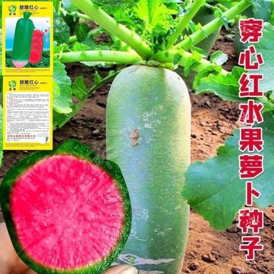 穿心红冰糖沙窝水果萝卜种子生吃甜脆青皮红心萝卜籽四季播蔬菜种