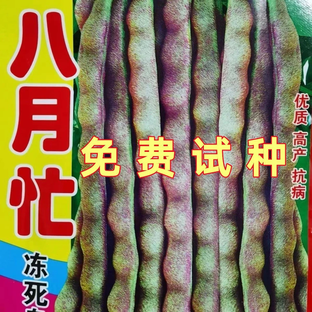 八月忙冻死鬼豆角种子耐寒耐热高产无筋豆角四季田园庭院易种豆角